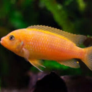 Zebra Laranja (Maylandia zebra) 3-6cm