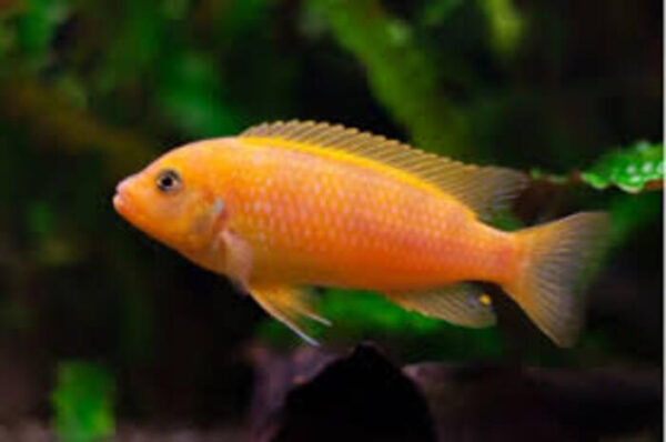 Zebra Laranja (Maylandia zebra) 3-6cm