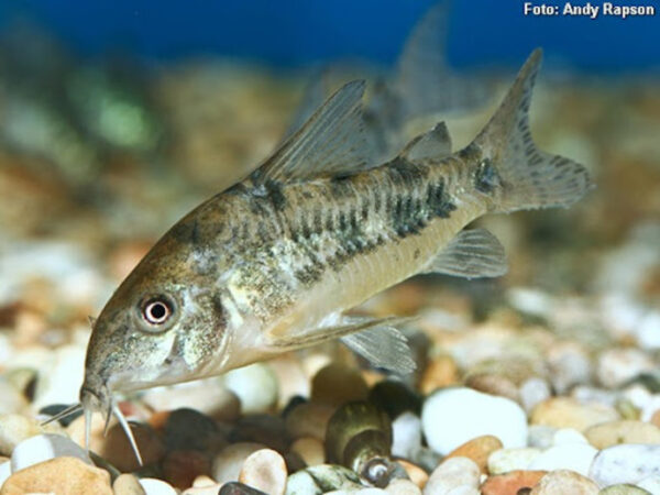 Corydora Paleatus 3-5cm