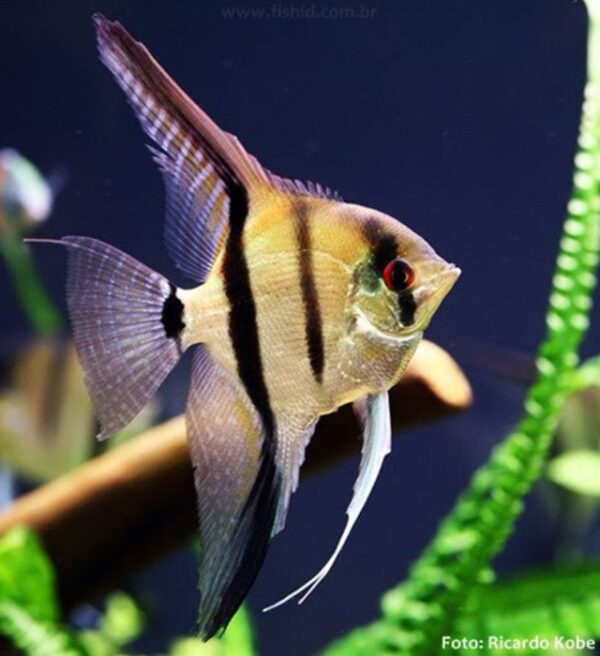 Acara Bandeira 5-6cm