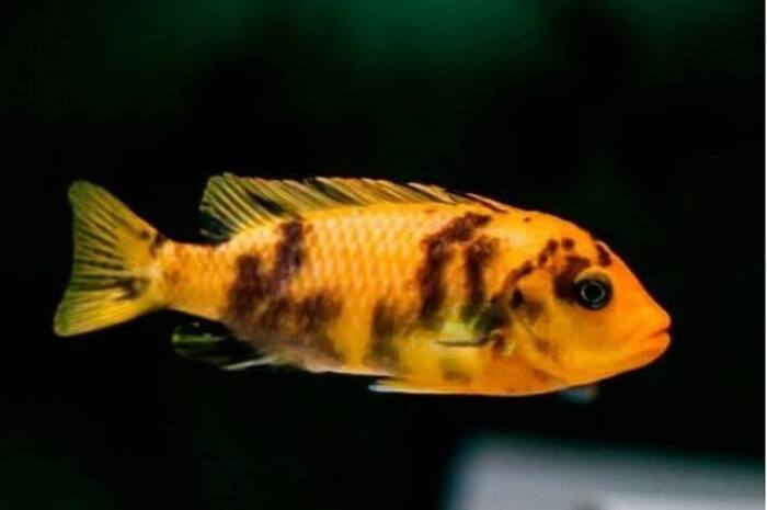 Zebra Borrado 3-6cm 1 Zebra Borrado