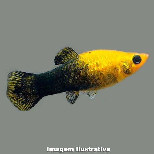 Molinesia Gold Black 2-4cm 1 Molinesia Gold Black 2-4cm