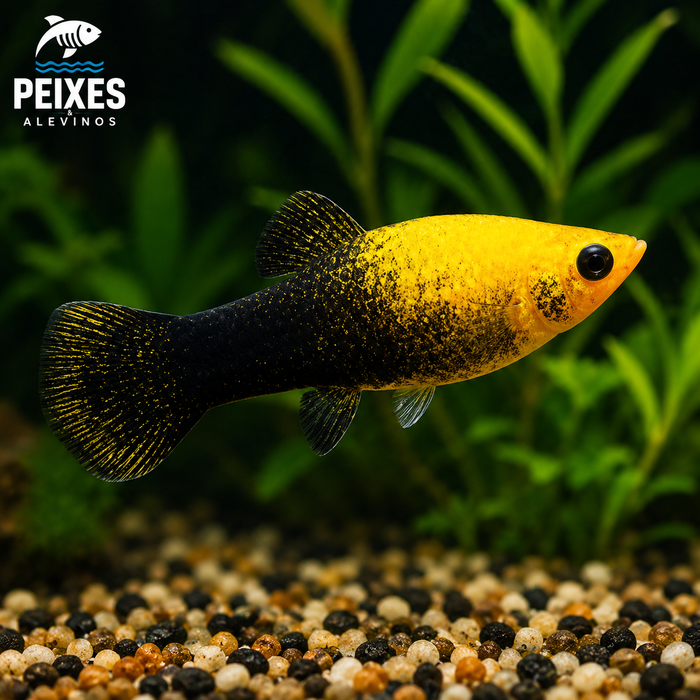Molinesia Gold Black 2-4cm