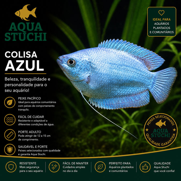 Colisa Azul 2-4cm 1 Colisa Azul 2-4cm