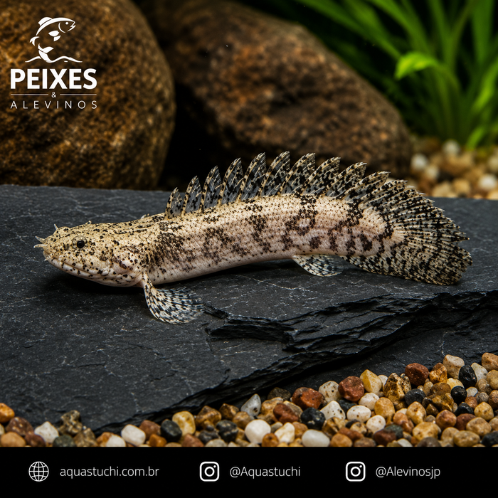 Polypterus Endlicheri 3-6cm