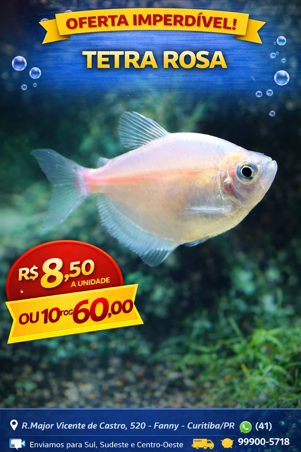 Tetra Rosa 3-4cm 2 Tetra Rosa 3-4cm