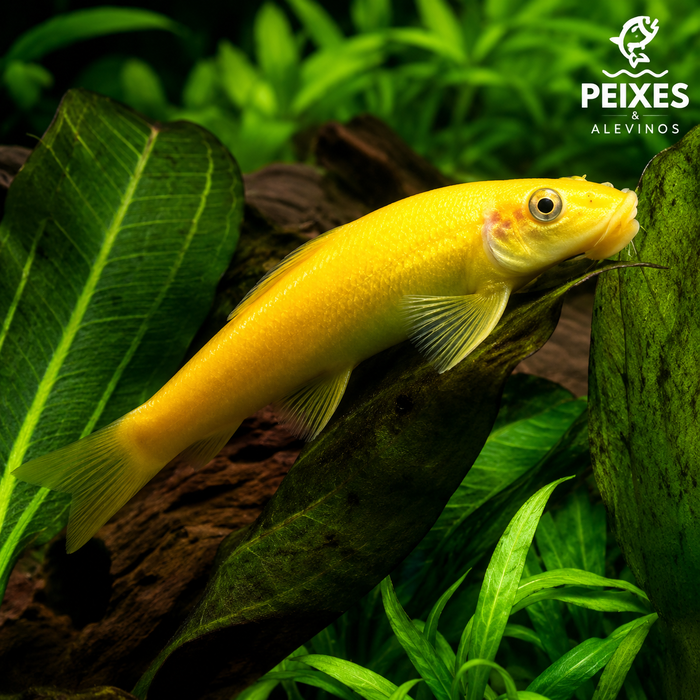 Algae Eater Gold 3-6cm