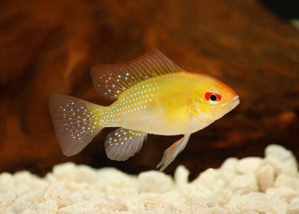 Ramirezi Gold 2-4cm