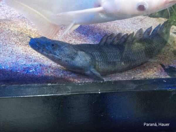 Polypterus Endlicheri
