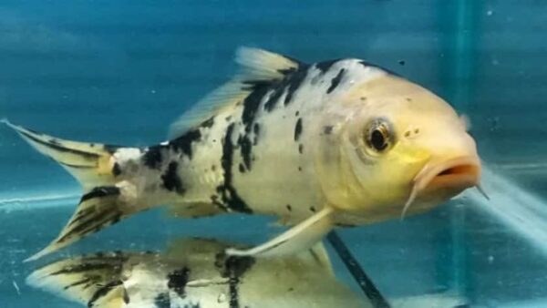 Carpa Nishikigois 15-18cm