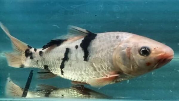 Carpa Nishikigois 15-18cm