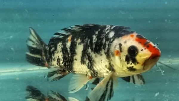 Carpa Nishikigois 15-18cm