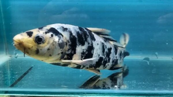 Carpa Nishikigois 15-18cm