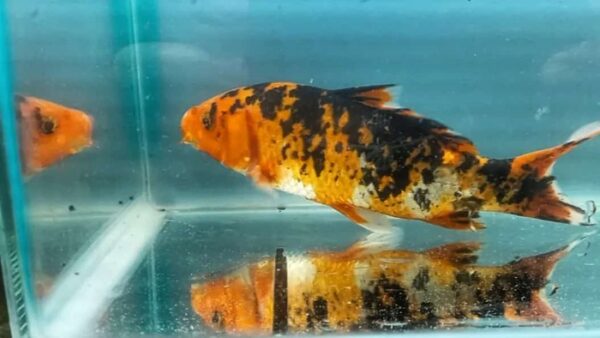 Carpa Nishikigois 15-18cm
