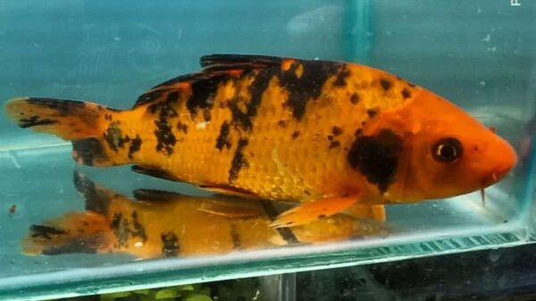 Carpa Nishikigois 15-18cm