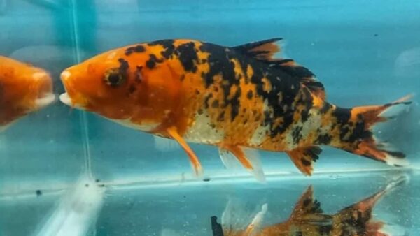 Carpa Nishikigois 15-18cm