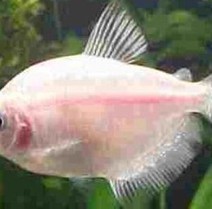 Tetra Rosa 3-4cm