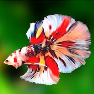 Betta Macho Koi 3-5cm