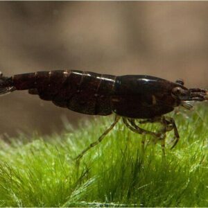 Camarao Neocaridina Black