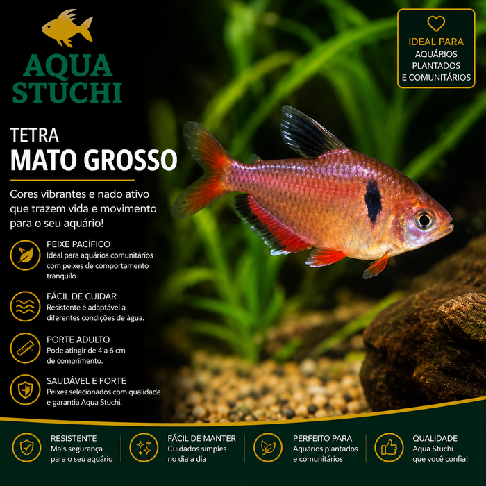 Tetra Mato Grosso 1-3cm