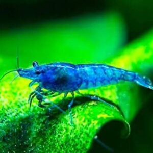 Camarão Neocaridina Blue1-2cm