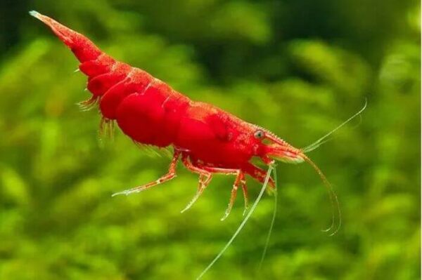 Camarão Neocaridina Red 1-2cm