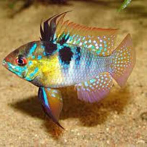 Ramirezi Comum 2-4cm