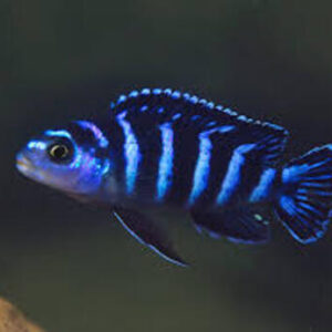 Demasoni Pombo 3-6cm
