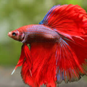 Betta Macho Splendens 3-5cm