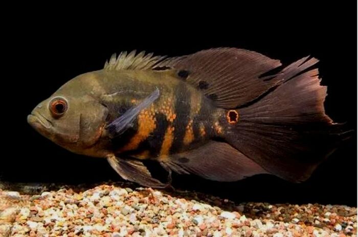 Oscar Tigre Veu 25-30cm 1 Oscar Tigre Veu 25-30cm