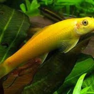 Algae Eater Albino 3-5cm