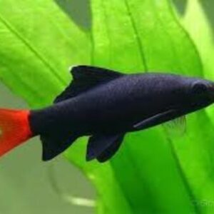 Labeo Bicolor 4-6cm