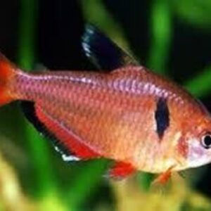 Tetra Mato Grosso 1-3cm