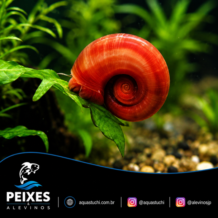Caramujo Red Ramshorn 1–2cm