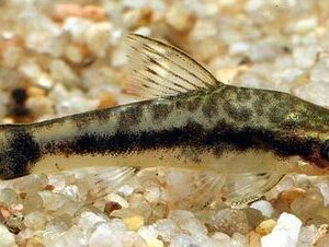 Otocinclus 2-4cm