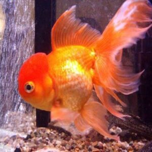 Kinguio Oranda 6-9cm