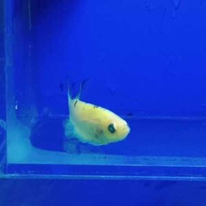 Betta Macho Placate Verde Fluorescente 3-5cm