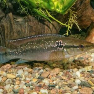 Jacundá 20-25cm
