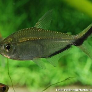 Tetra Fortuna 3-5cm