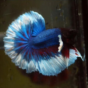 Betta Macho Fancy 3-5cm