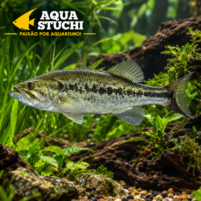 Black Bass 20-25cm