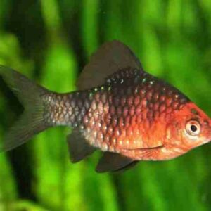 Barbo Rubi Negro 2-3cm