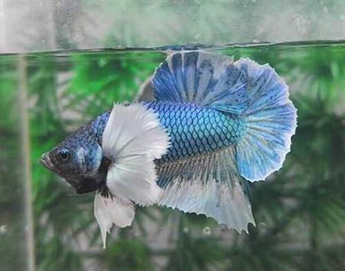 Betta Macho Dumbo Plakat 3-4cm 2 Betta Macho Dumbo Plakat 3-4cm