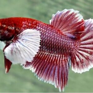 Betta Macho Dumbo 3-5cm