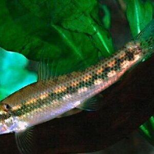 Algae Eater 3-5cm