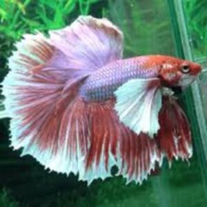 Betta Macho Dumbo 3-5cm