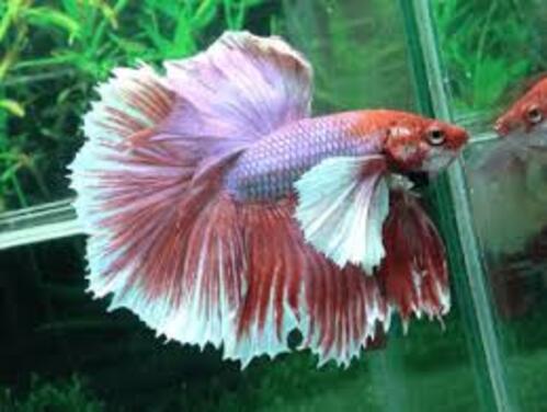 Betta Macho Dumbo 3-5cm 1 Betta Macho Dumbo 3-5cm