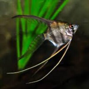 Acara Bandeira Veú 5-6cm