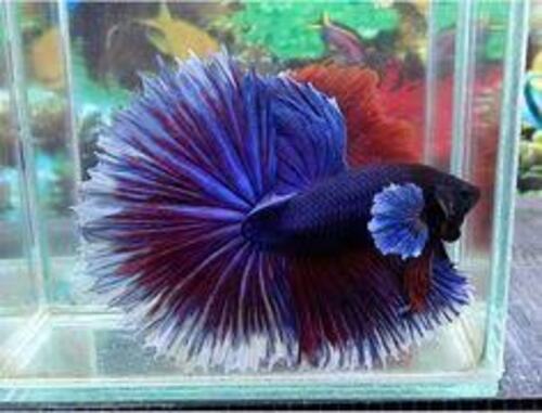 Betta Macho Dumbo 3-5cm 2 Betta Macho Dumbo 3-5cm
