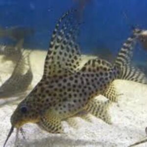Synodontis Eupterus 15-17cm